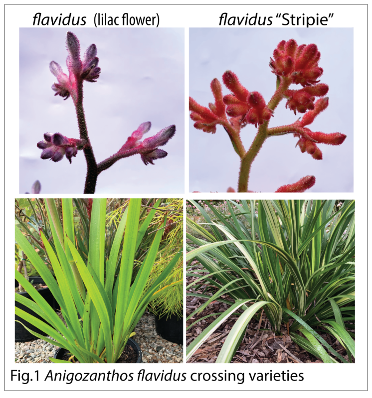 Unraveling the Genetic Mystery of Energy-Efficient Variegated Kangaroo Paws