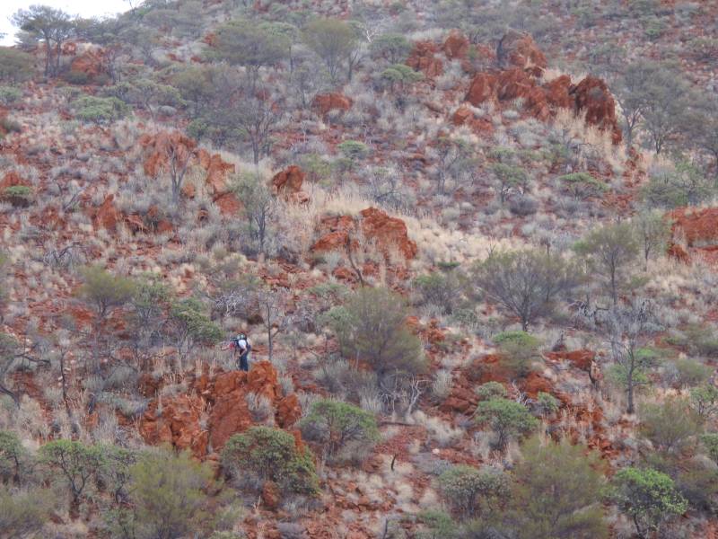 Probing the lithosphere setting of carbonatite-hosted rare-earth-element (REE) deposits in Western Australia