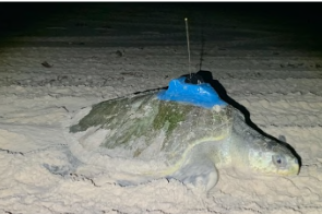 At sea behaviour and habitat use of marine turtles across Northern Australia in relation to in-situ oceanography