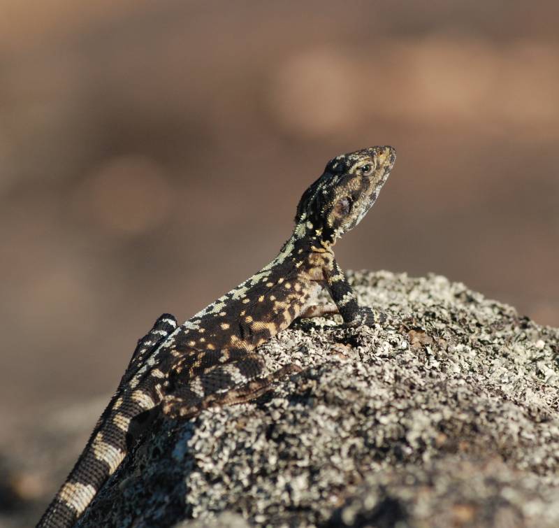 Avoiding extinction: natural and sexual selection in the wild