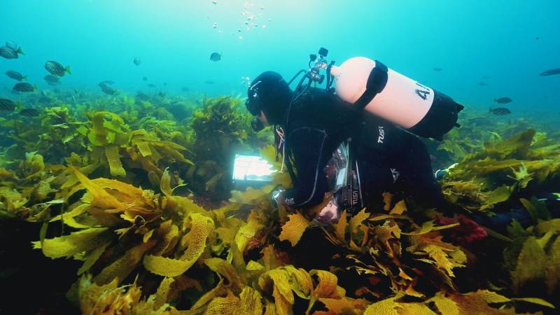 Emerging blue carbon pathways as natural climate solutions