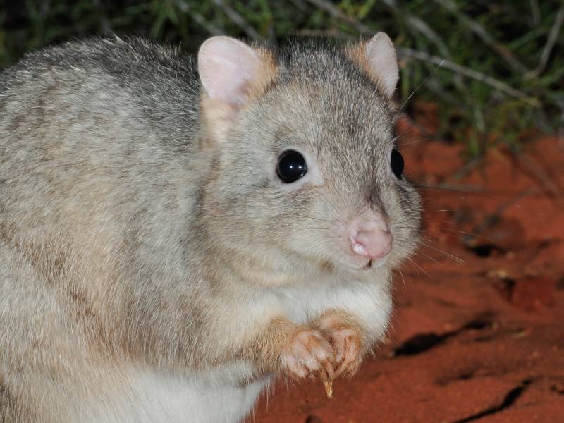 Burrows and Bonds: Drivers of Barrow Island’s Boodie (B. l. Bettongia lesueur) Population