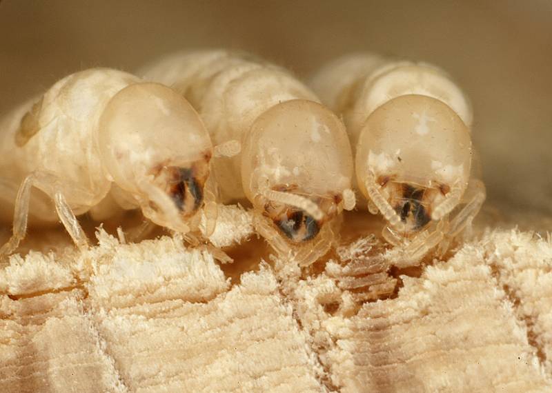 Termite sensory systems and neurophysiology