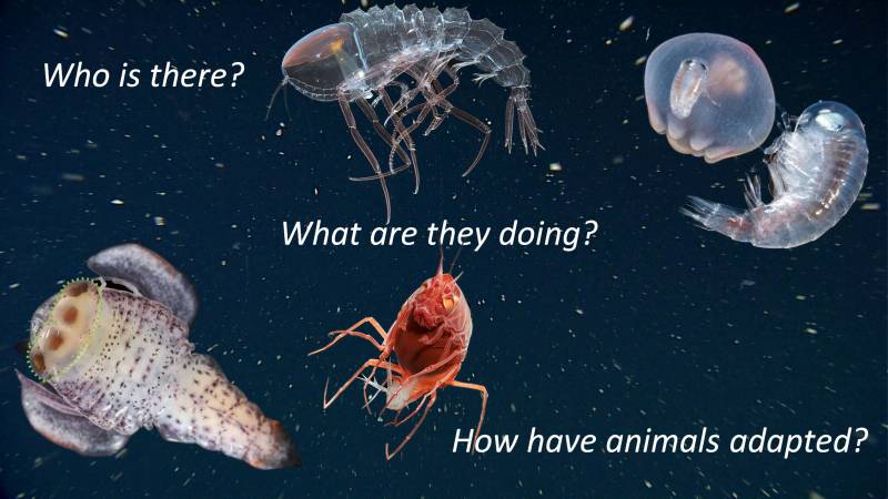 Discovery in the largest frontier: advance imaging and genomics of open ocean animals