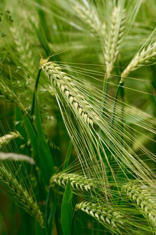 AGT (Aust Grain Tech) Agricultural Innovation PhD Top-up Scholarship