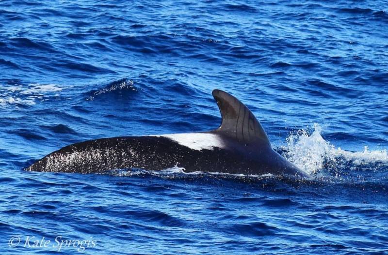 Investigation into the health, group composition and relative abundance of long-finned pilot whales 